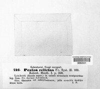 Lachnum relicinum image
